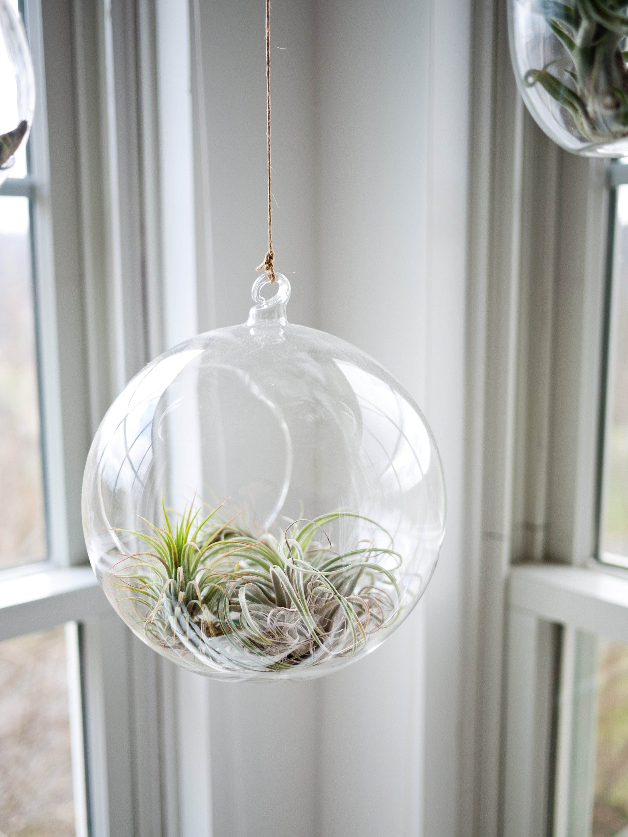 An air plant in a glass container.