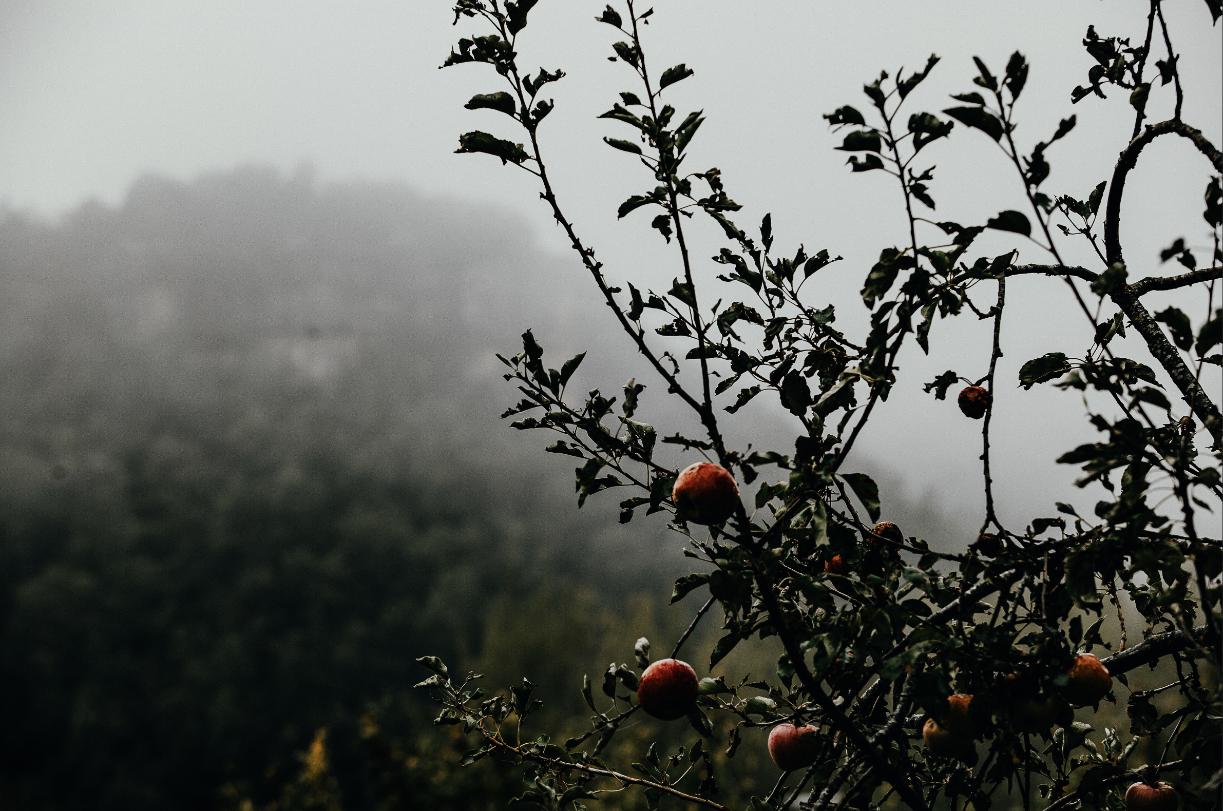 PAULAMEIS THO OTHER NORTH3.png