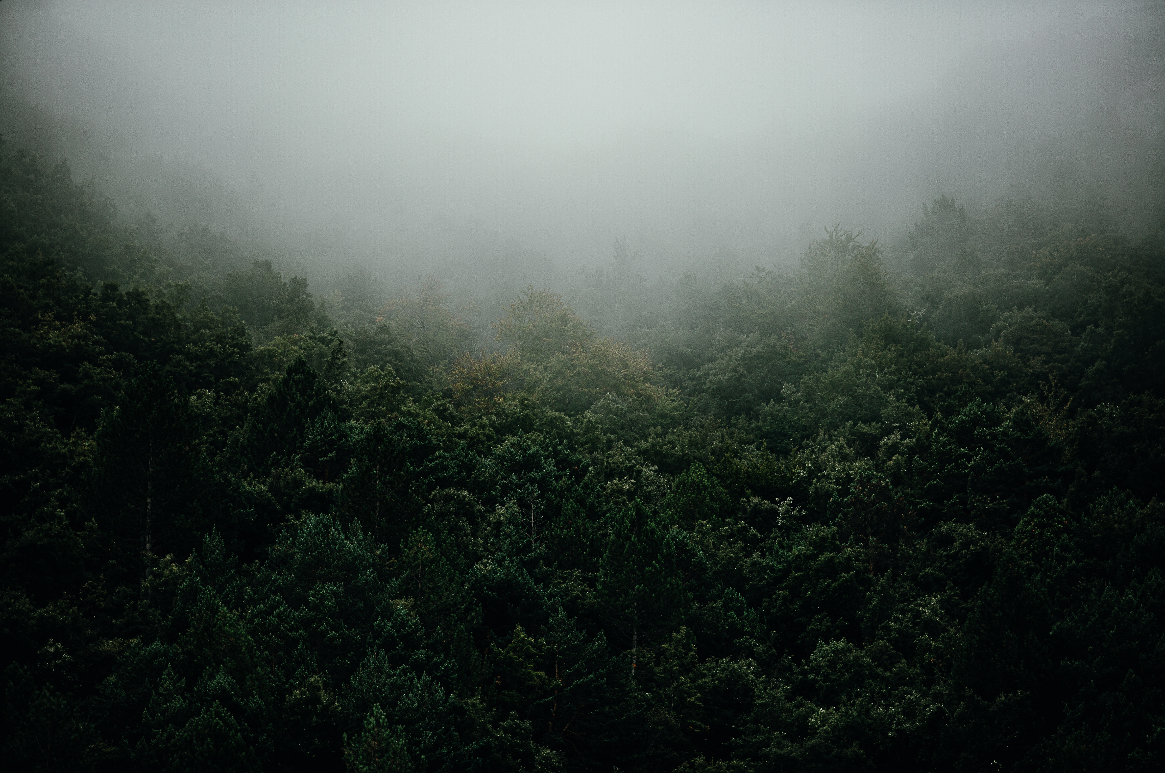 PAULAMEIS THO OTHER NORTH2.png