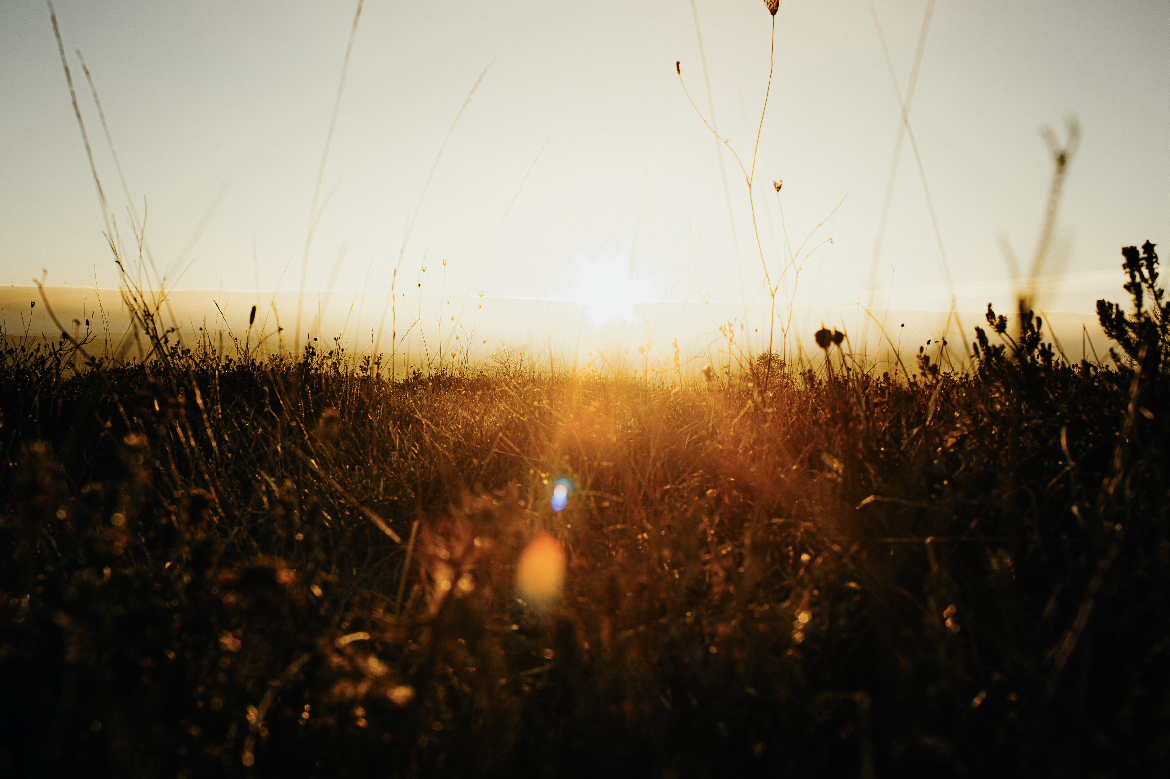 PAULAMEIS THO OTHER NORTH6.png