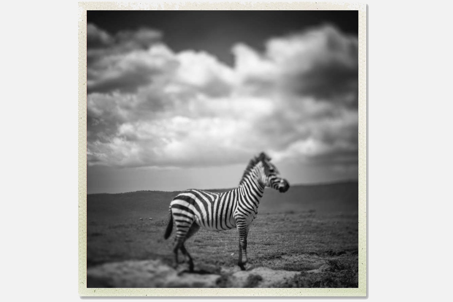 Zebra with larger canvas.jpg