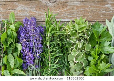 stock-photo-herbs-on-wooden-background-lavender-115802500.jpg