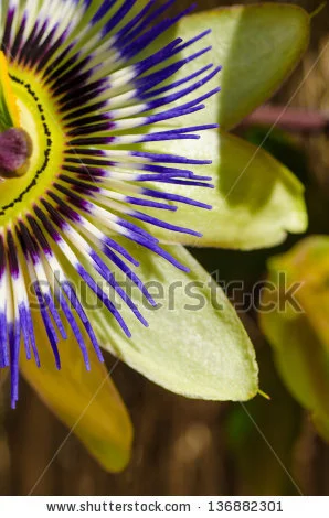 stock-photo-closeup-take-of-a-passionflower-opening-to-spring-sunrays-136882301.jpg