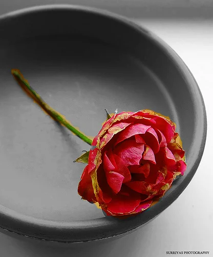 Photo by SurriyaMubarka