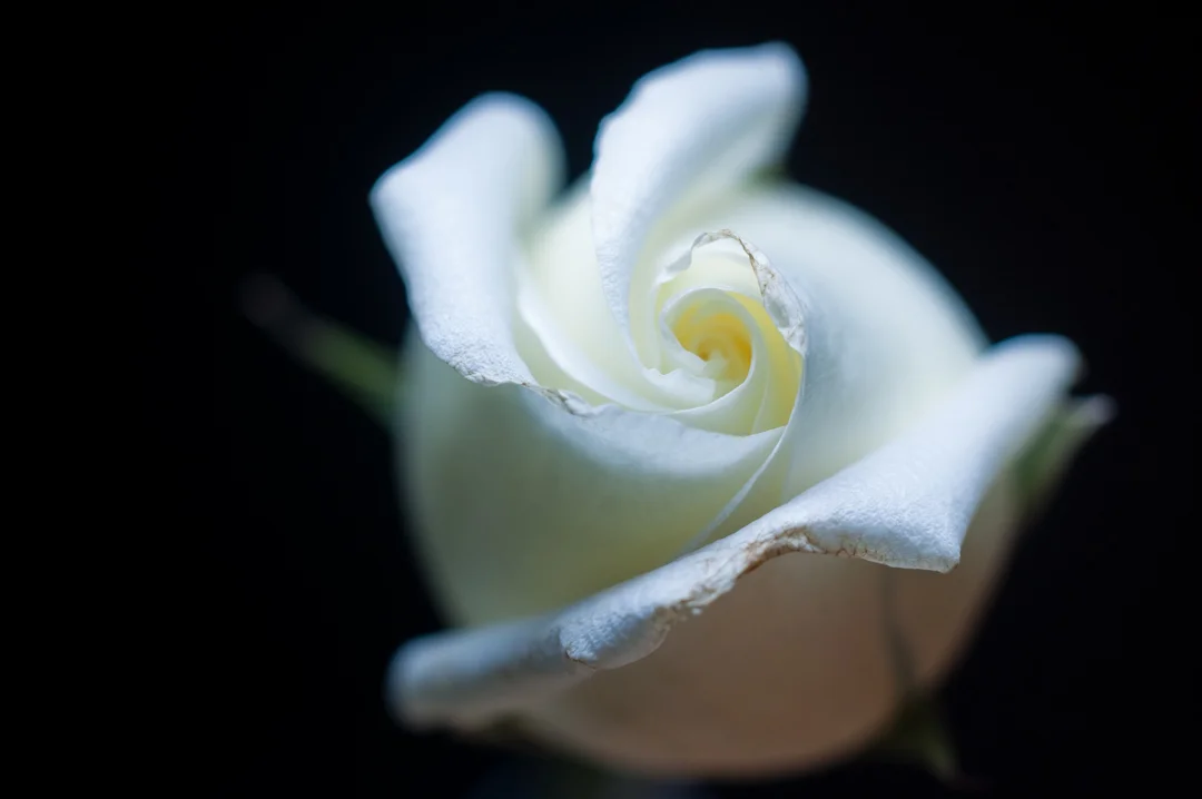 Photo by tinyenormous