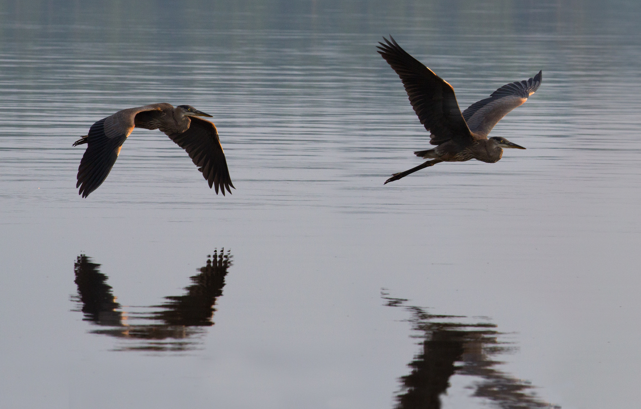 Don McCullough " Morning Fly By"