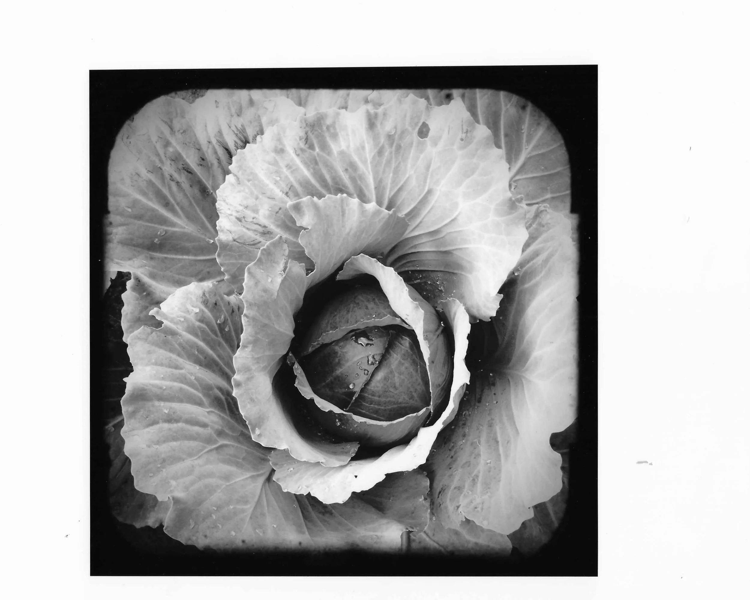Cabbage