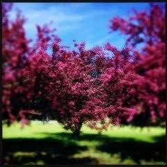 spring crabapples trees