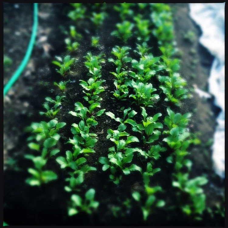 spring in the greenhouse