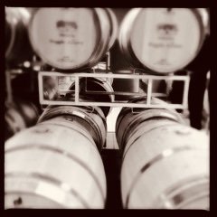 Vernaccia 2017, 10x10