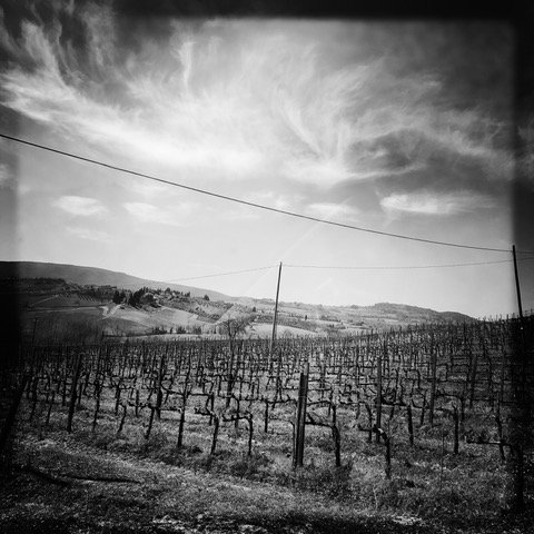 vineyard near Johnny"s, 2017, 10x10