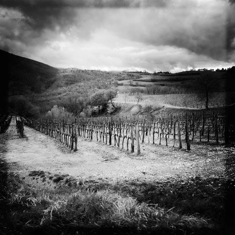 Montalcino Vineyard, 2016, 10x10