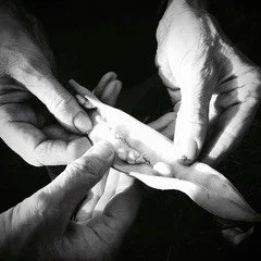 fava beans, 2016, tuscany