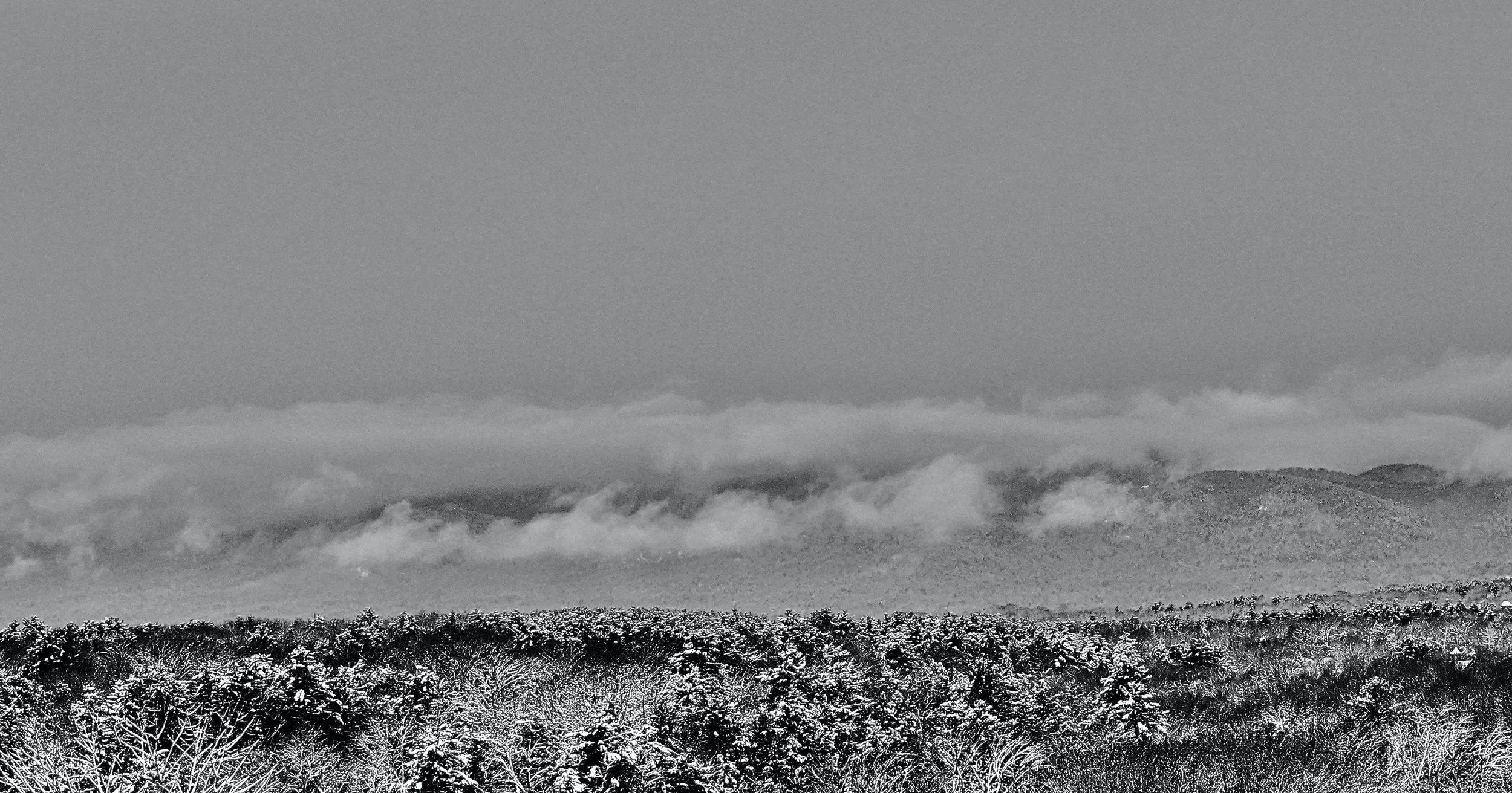 trees as a metaphor,2023