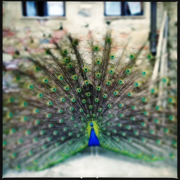 one tuscan moment, 2015