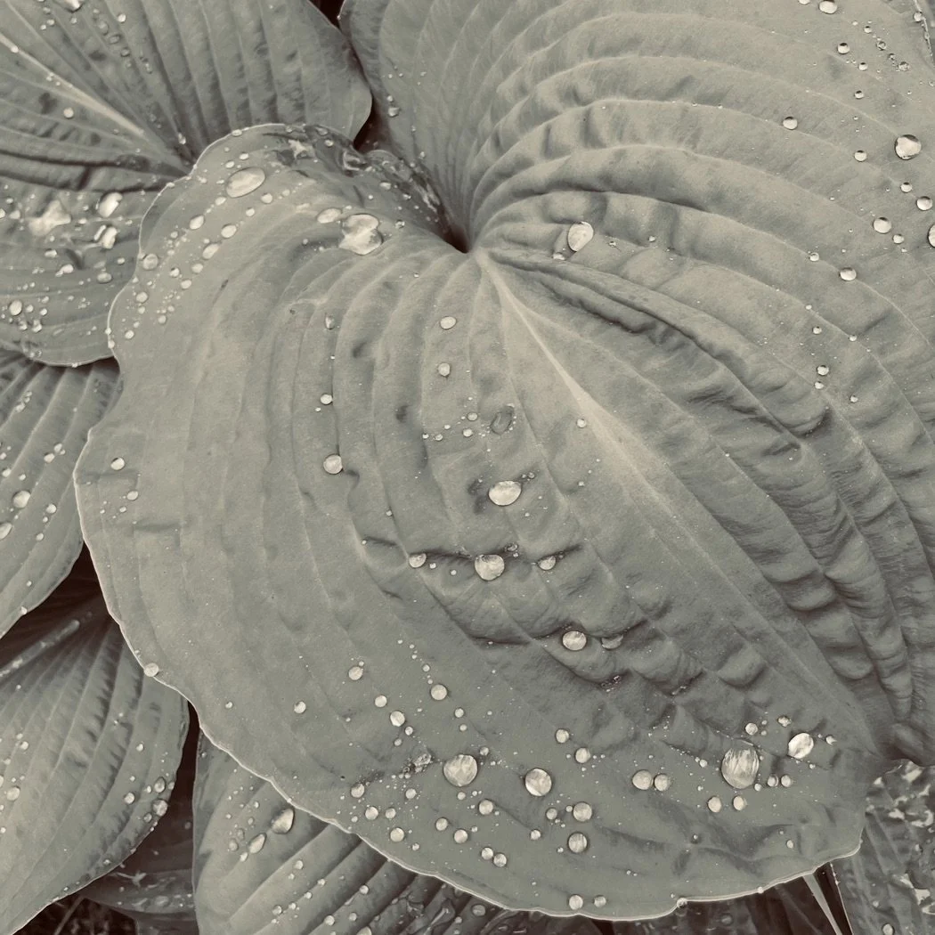 hostas in the rain, 2025