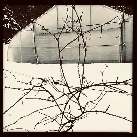 greenhouse and vines at the Inn 2012