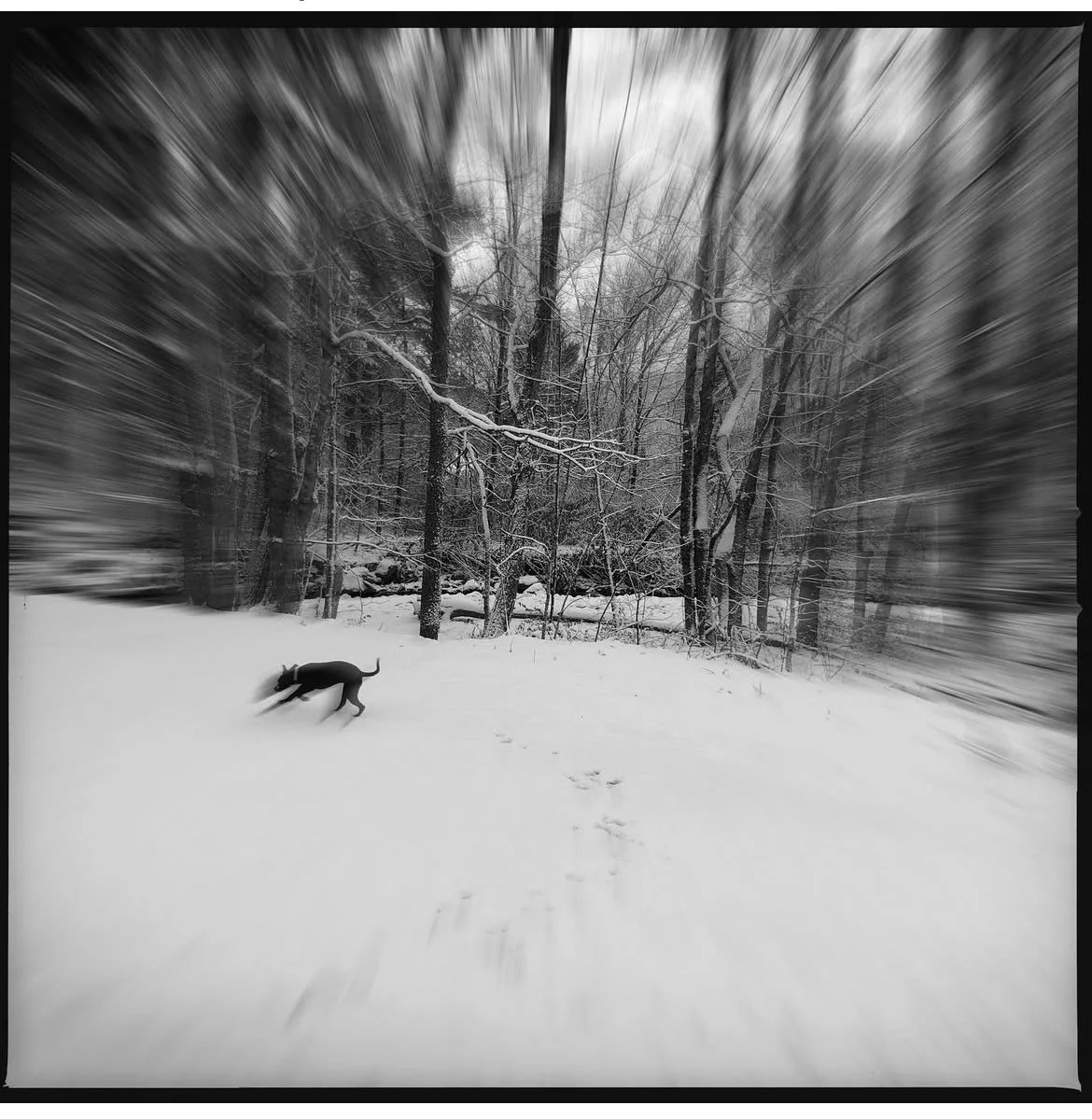 Maggie as a puppy, 2021