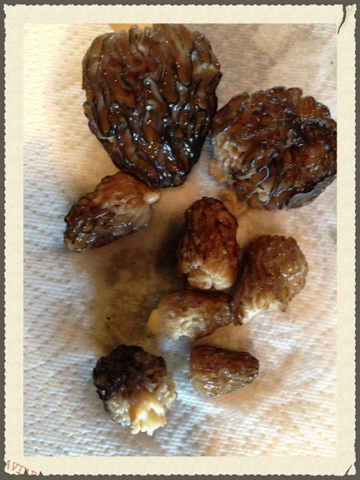 Mountain Morels