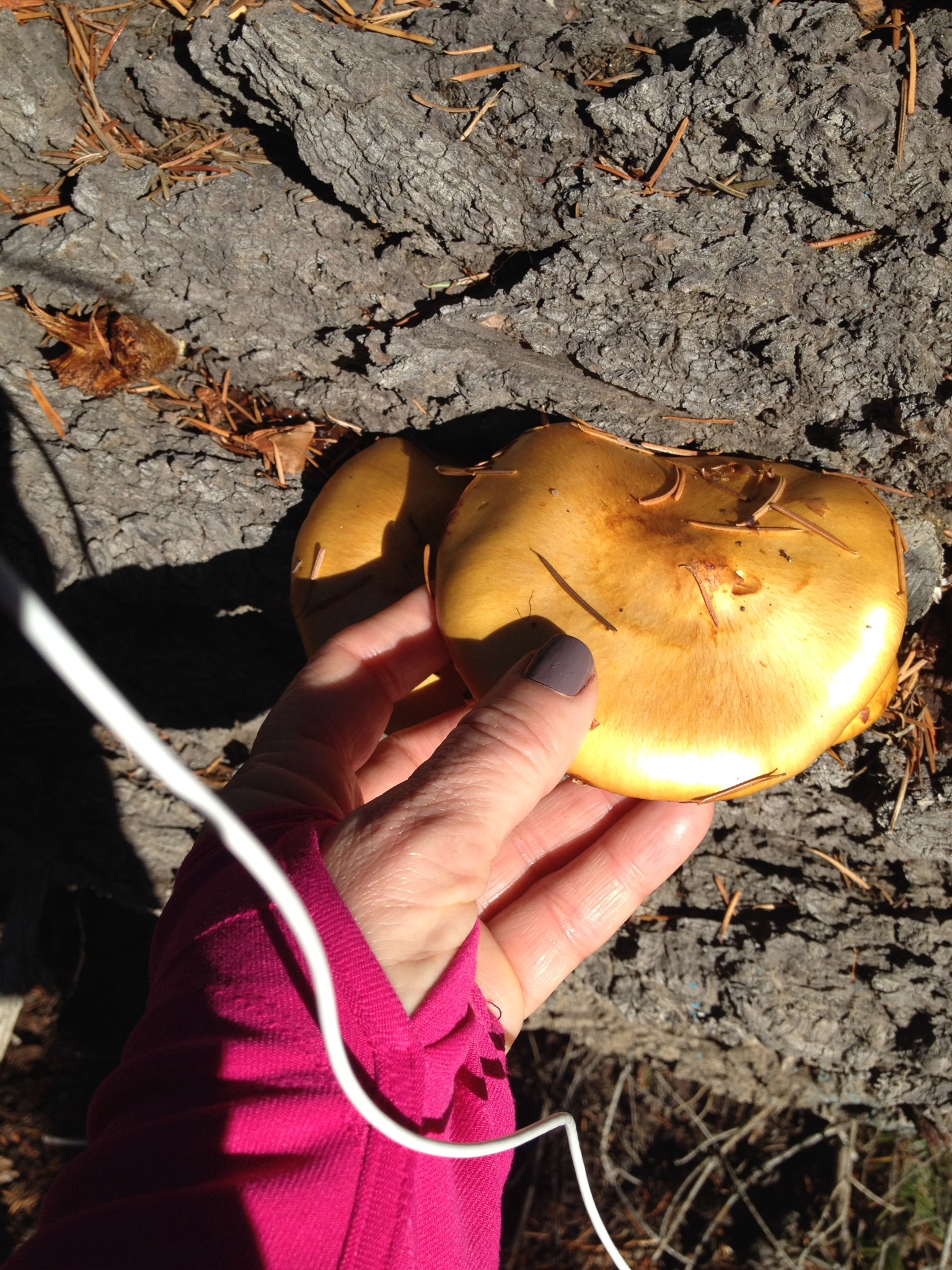 Nailpolish: Stormy. Tree mushrooms found on one of my hike/runs