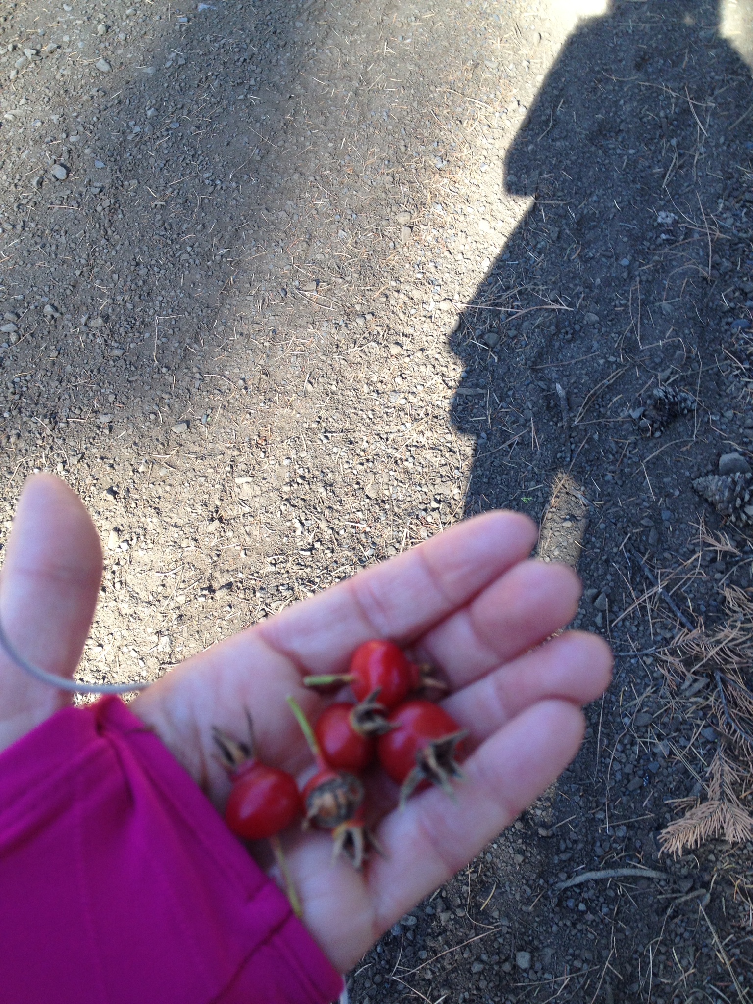 Rosehips from wild roses, good tea they say, found on one of my hike/runs