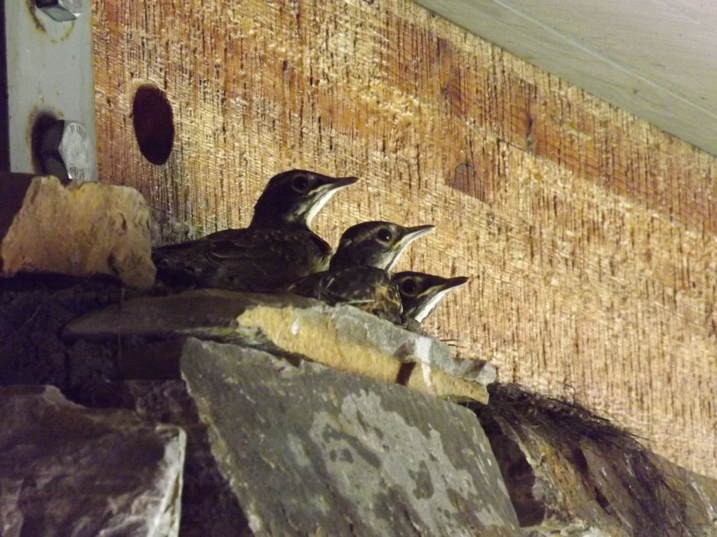 Later the day this picture was taken these baby Robins left the nest for good.