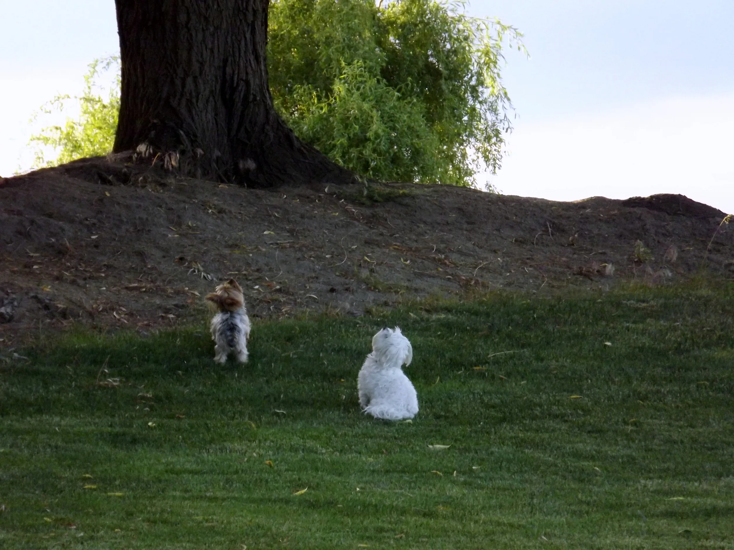 Stella and McCall never giving up that the squirrel will come down.