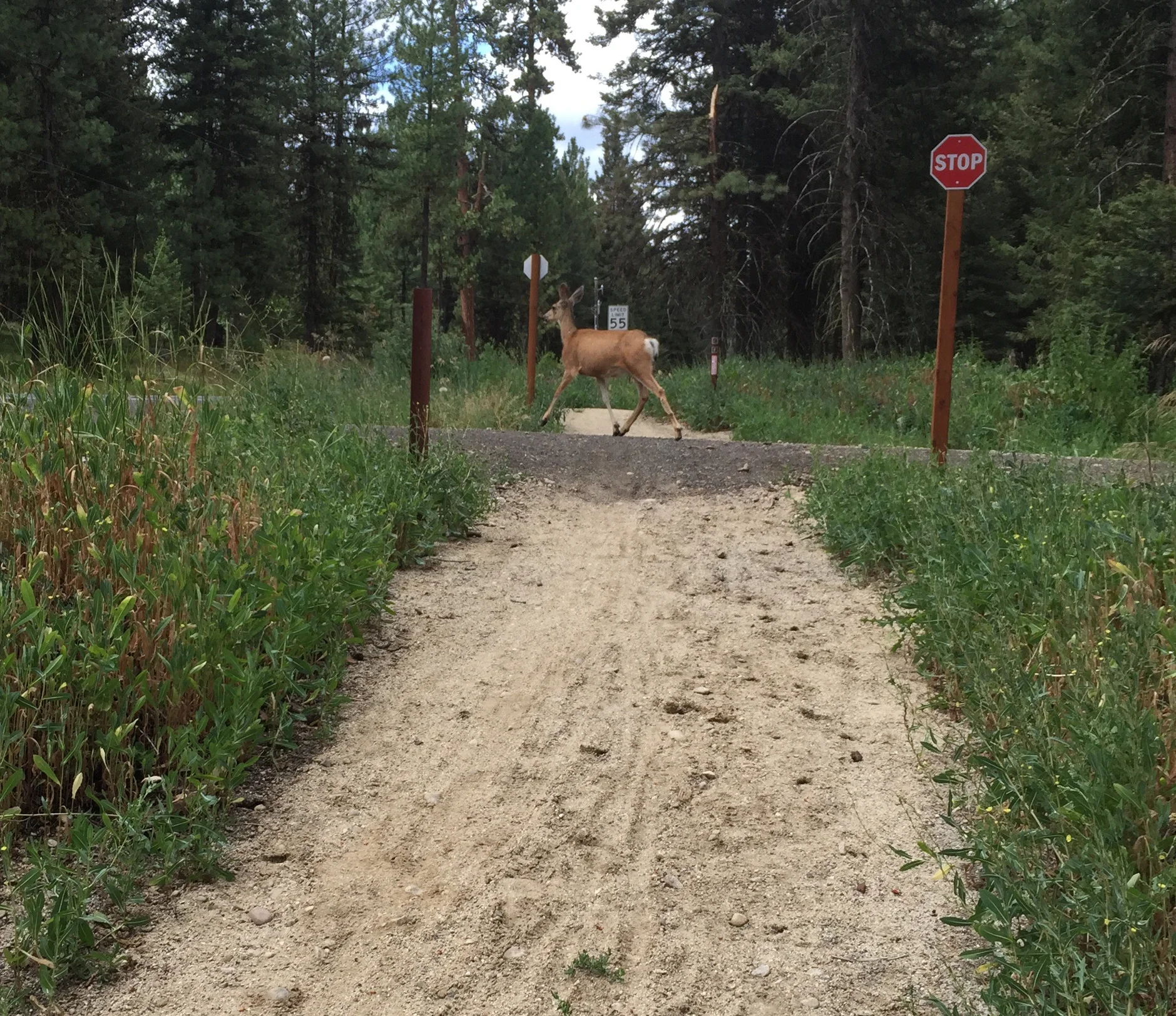 Half a mile from our house on my running trail I run into her again. She is very smart because she saw that I had the stop sign.