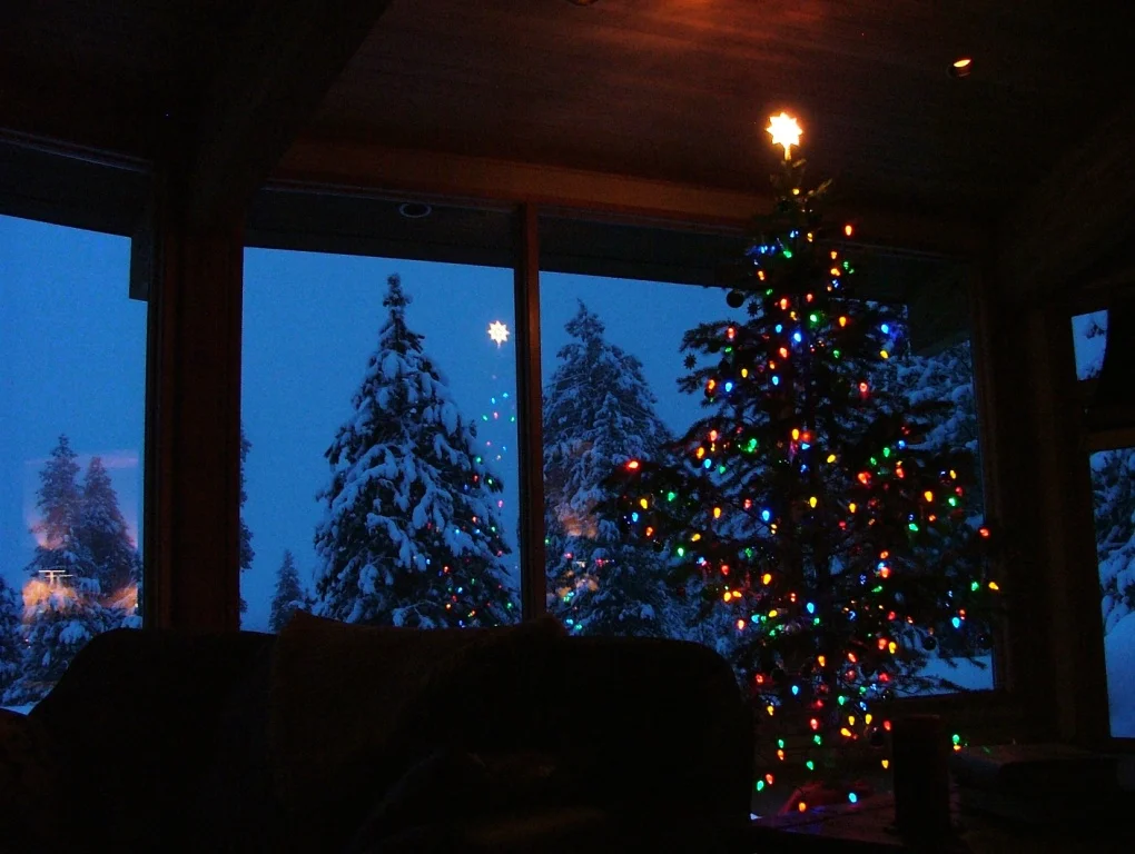 real Christmas trees 