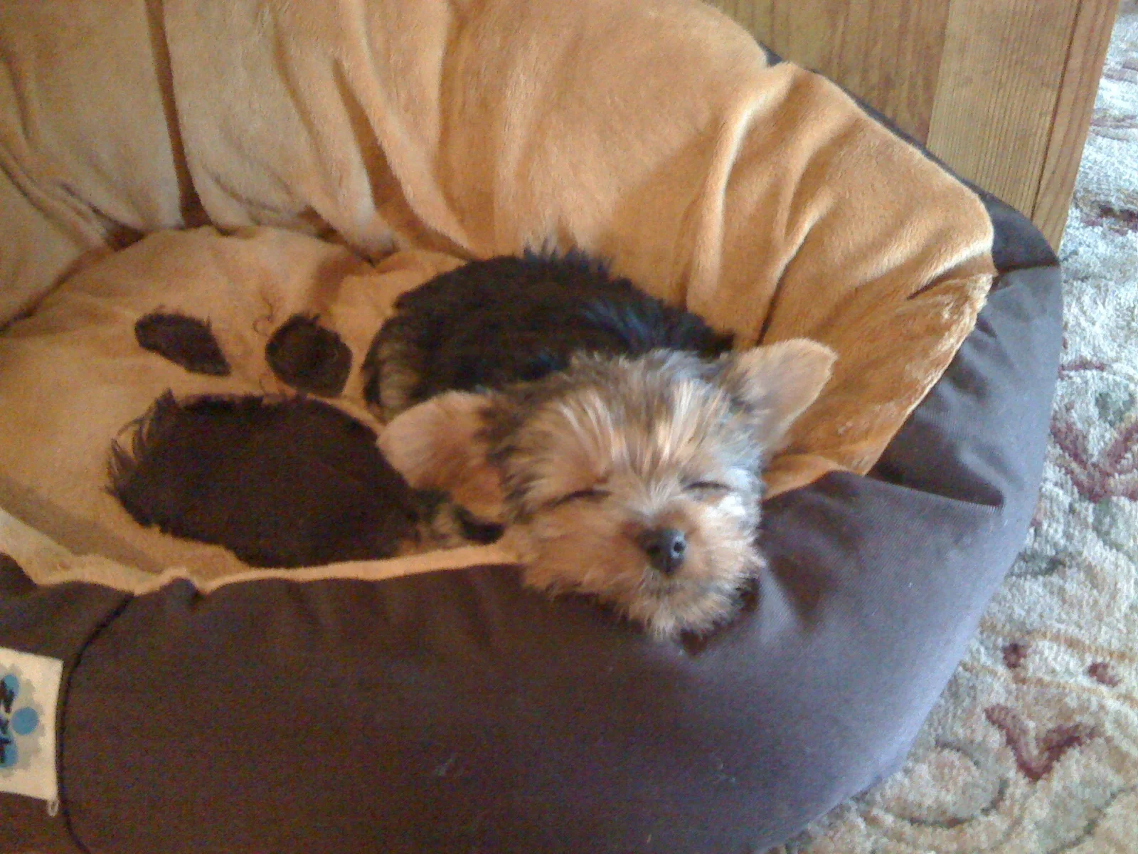 long winter naps