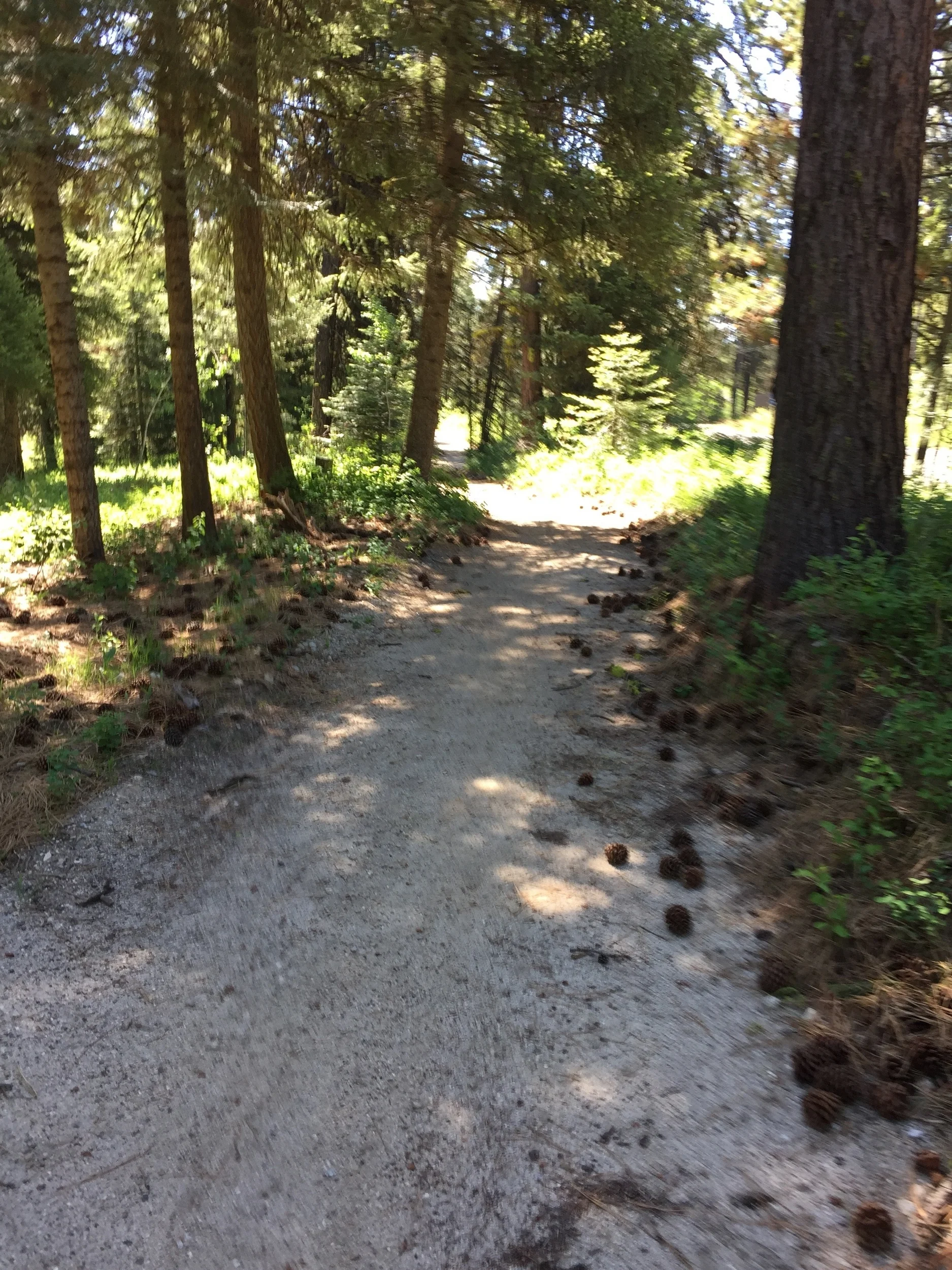 snow free trail