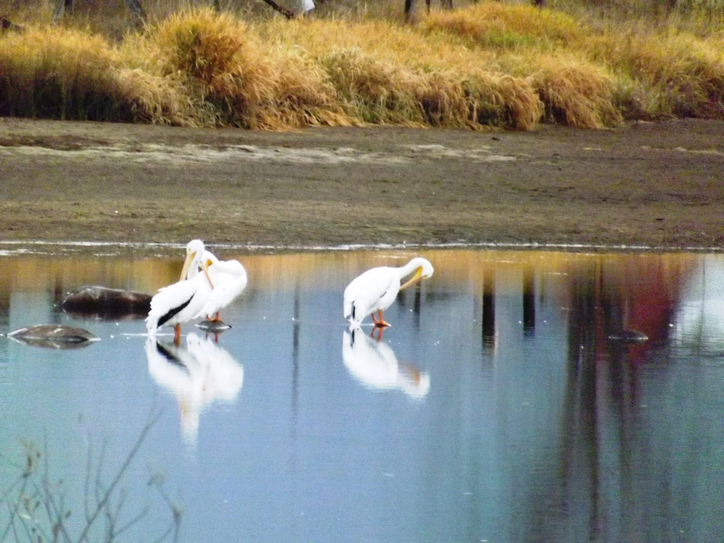 They look like they are looking at their reflections in the lake.