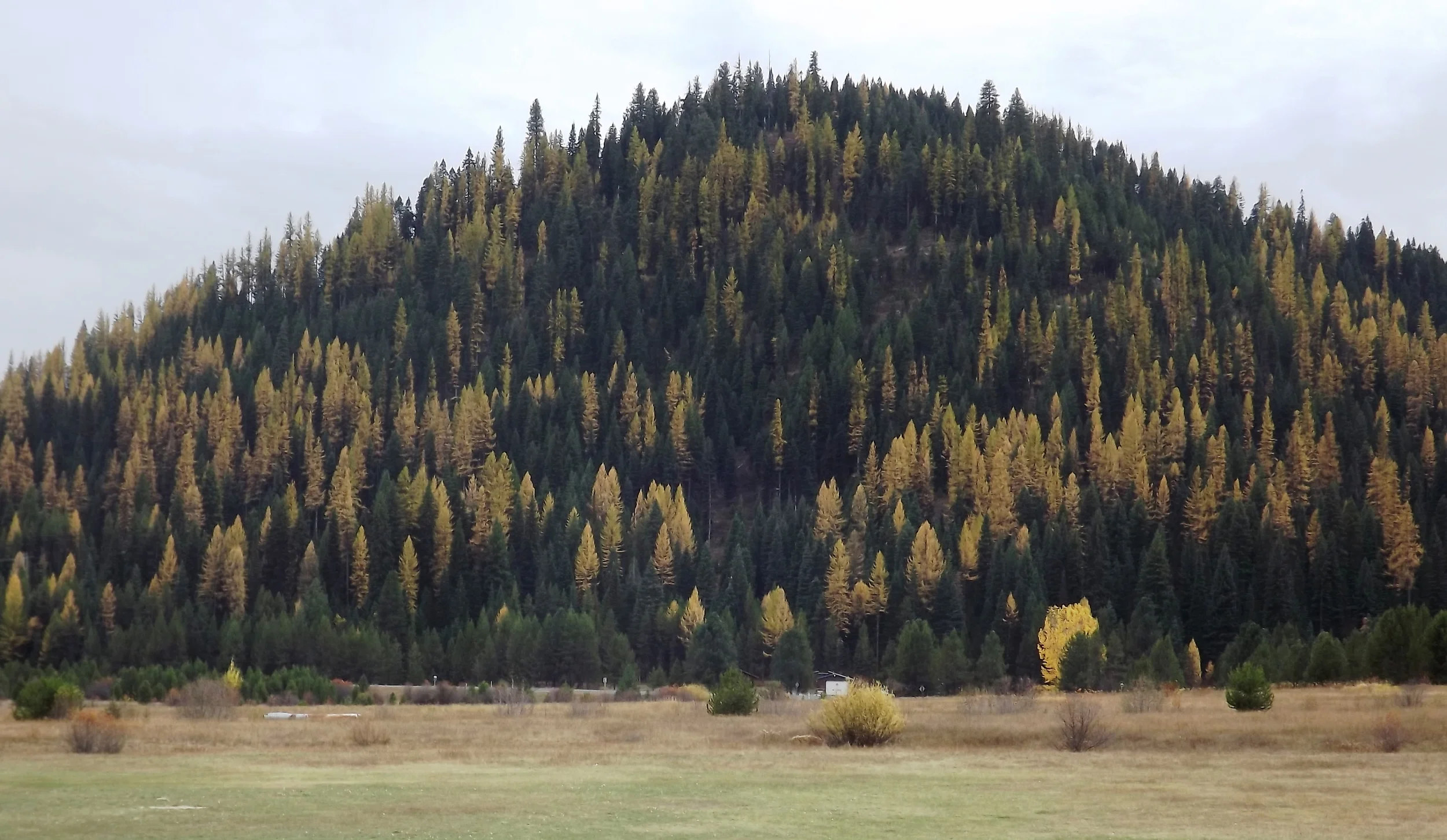 The gold pine trees mixed in with the green are Tamaracks. They turn gold in the fall.