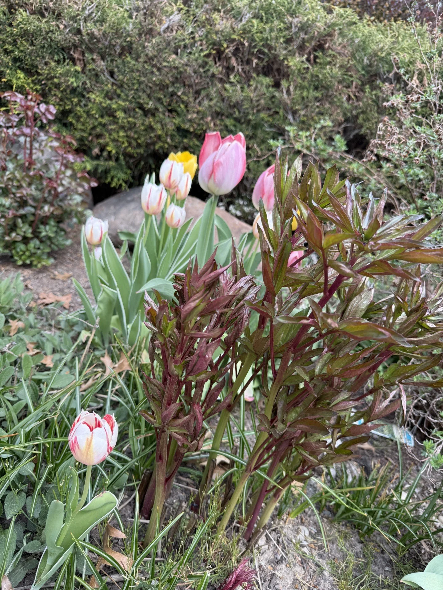 tulips 3.jpg