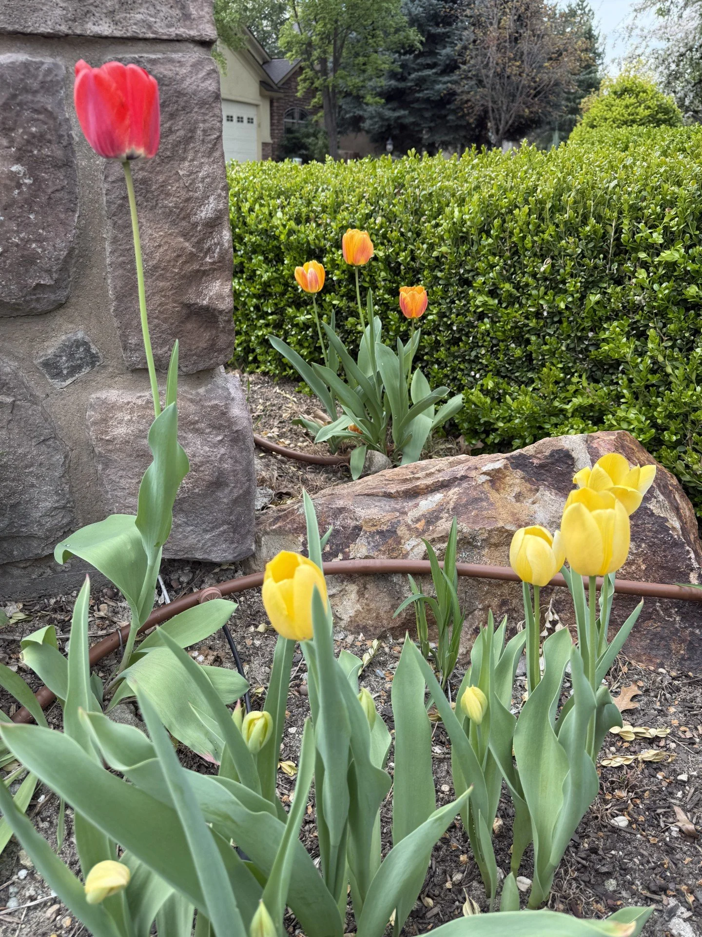 tulips 4.jpg