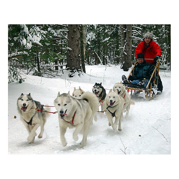 Dog Sled rides for Two