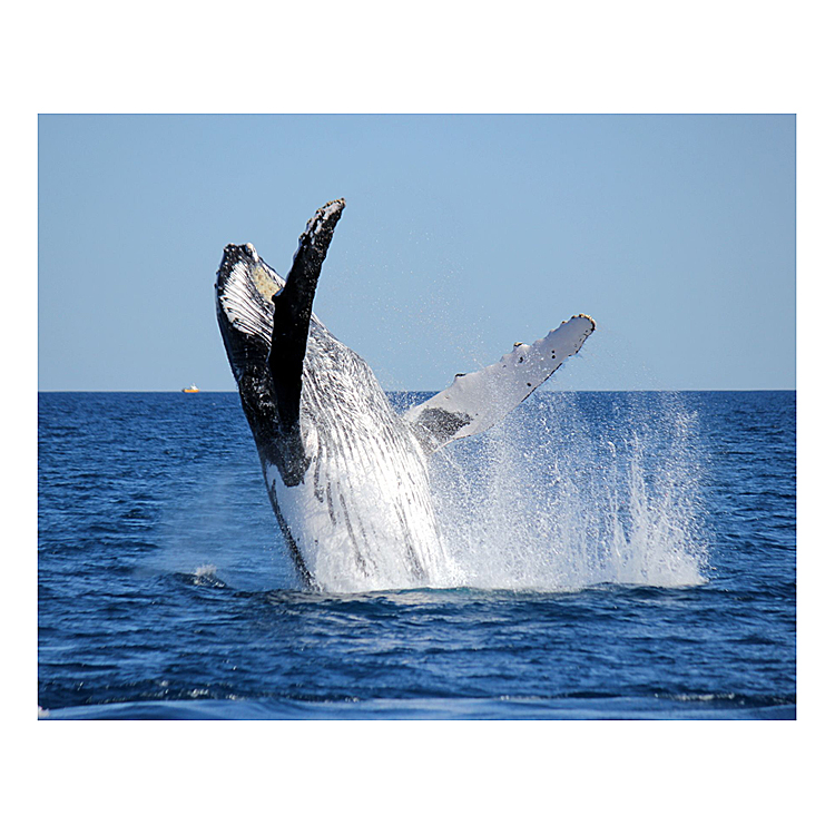 Whale Watching Tour for Two