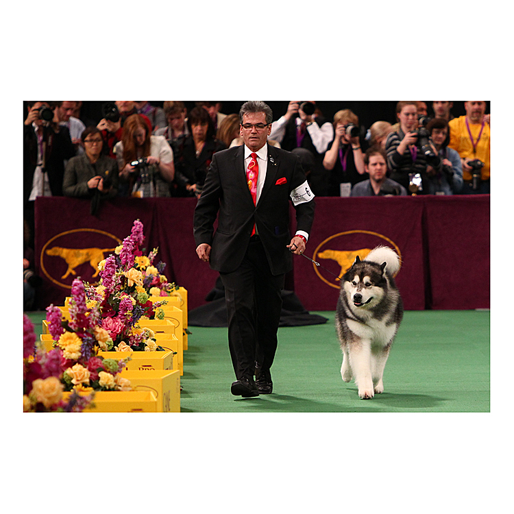 Westminster Dog Show One Day for Two