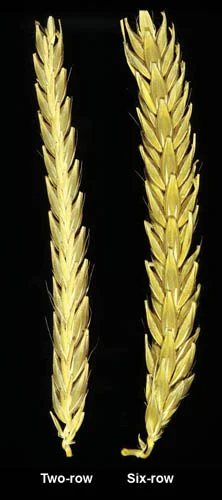 barley1.jpg