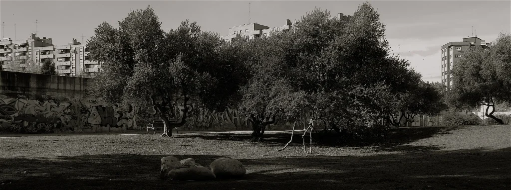 Olivos.jpg