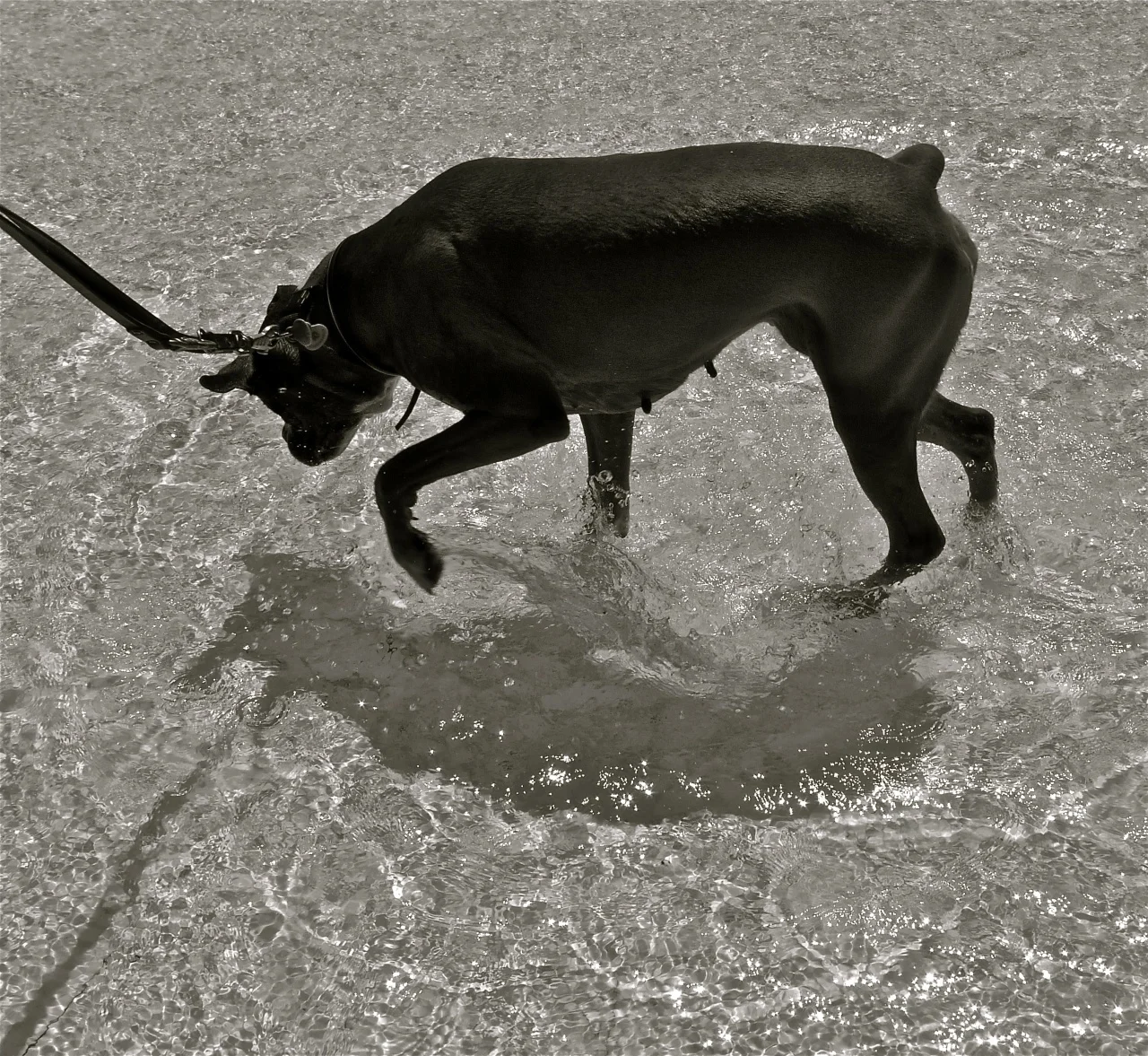 Aguas de mayo - 2.jpg