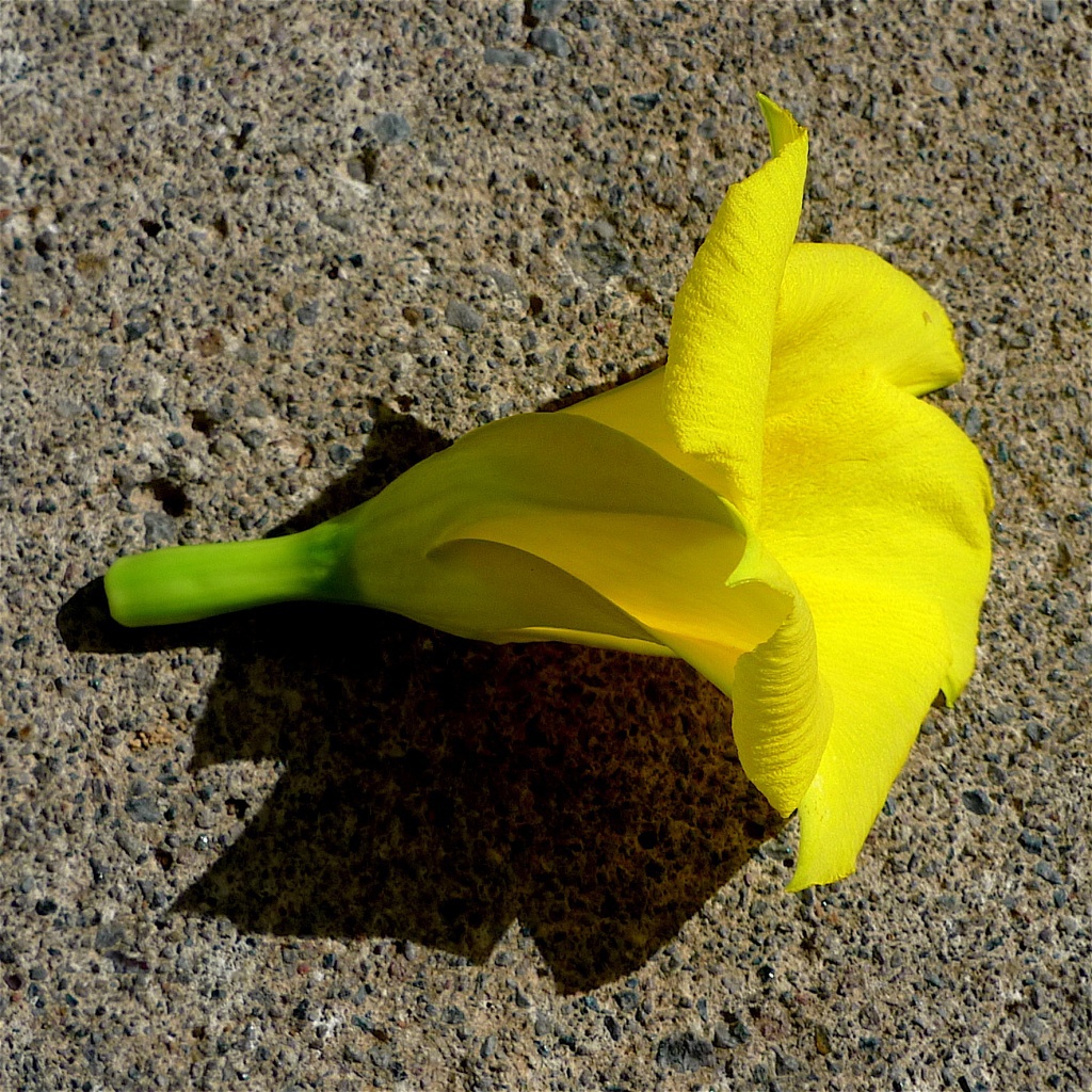 Amarillo Tenerife 4.JPG