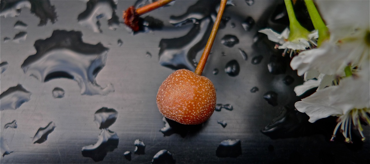 Peral fruto.jpg