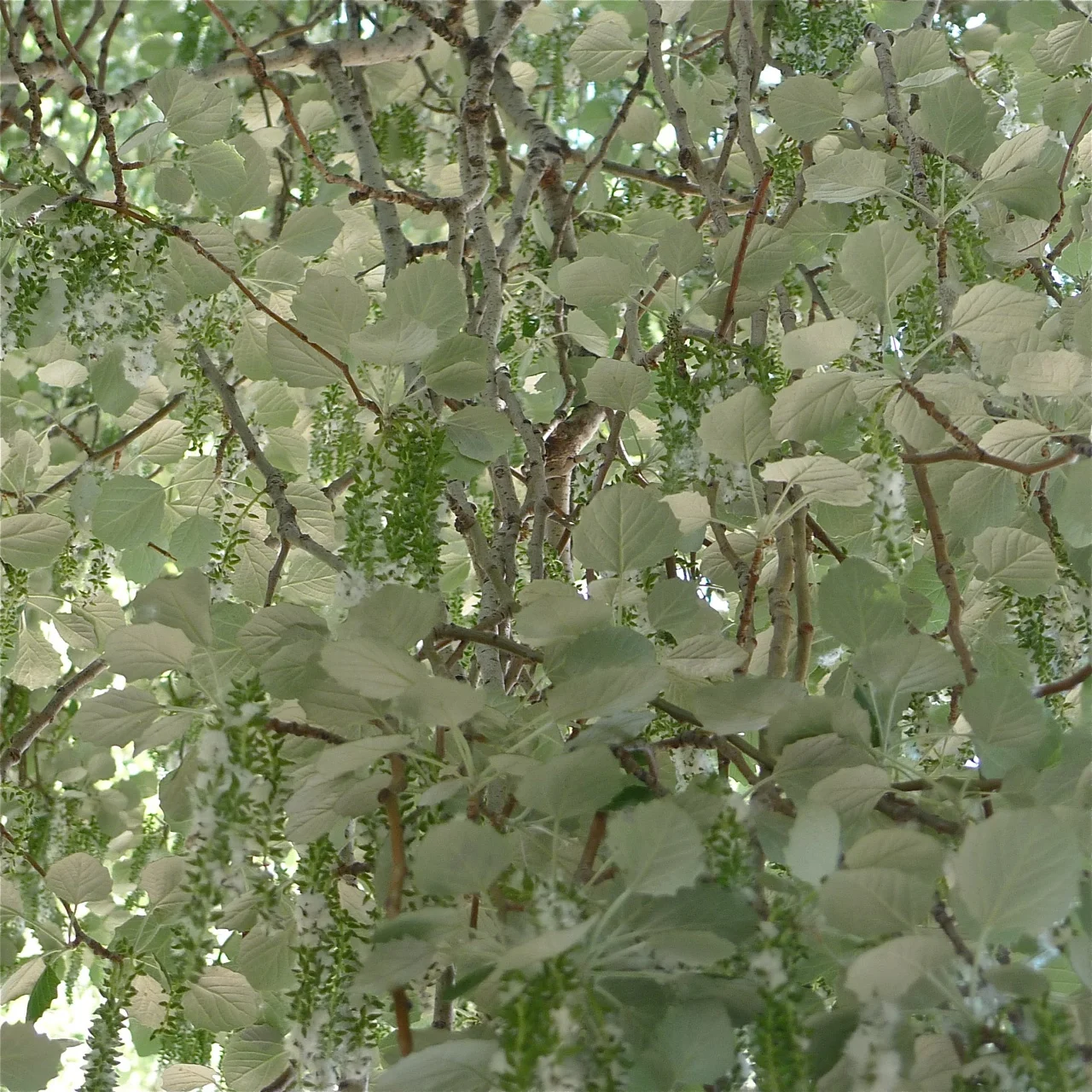 La primavera del Populus Alba - 4.jpg
