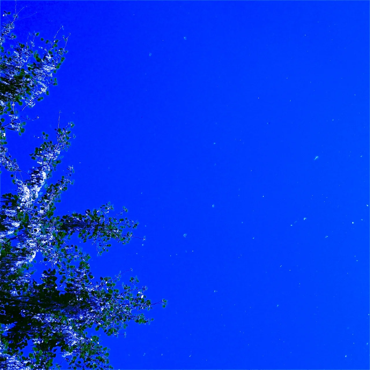La primavera del Populus Alba - 7.jpg