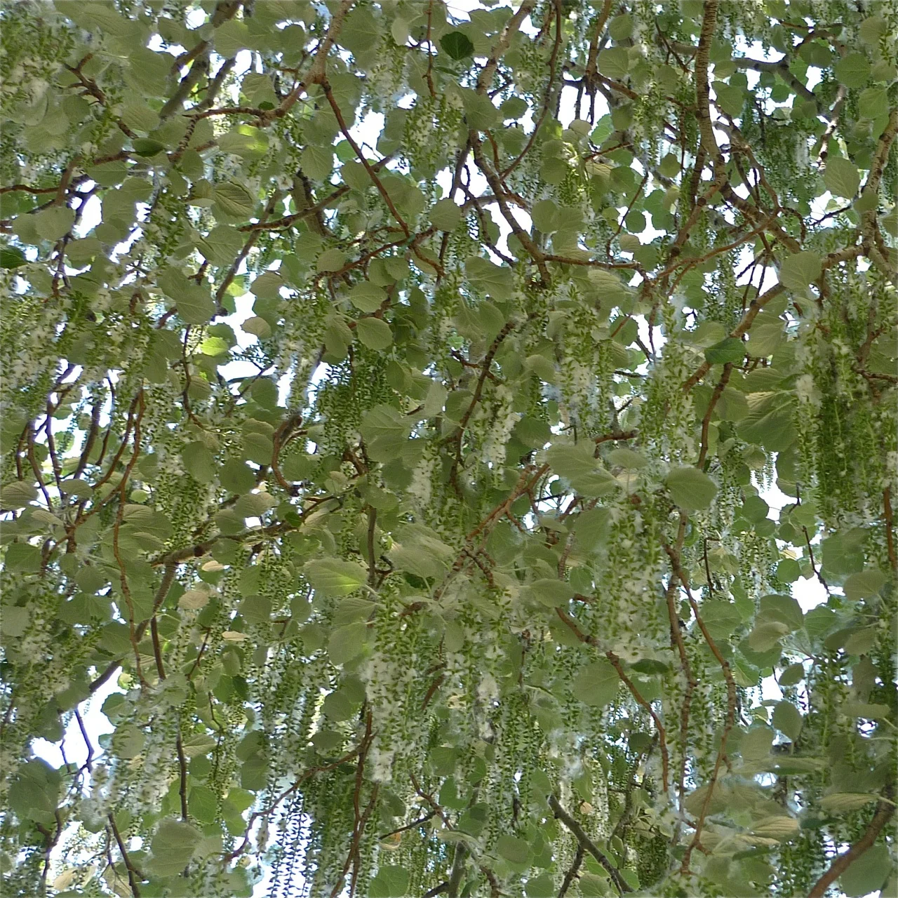 La primavera del Populus Alba - 6.jpg