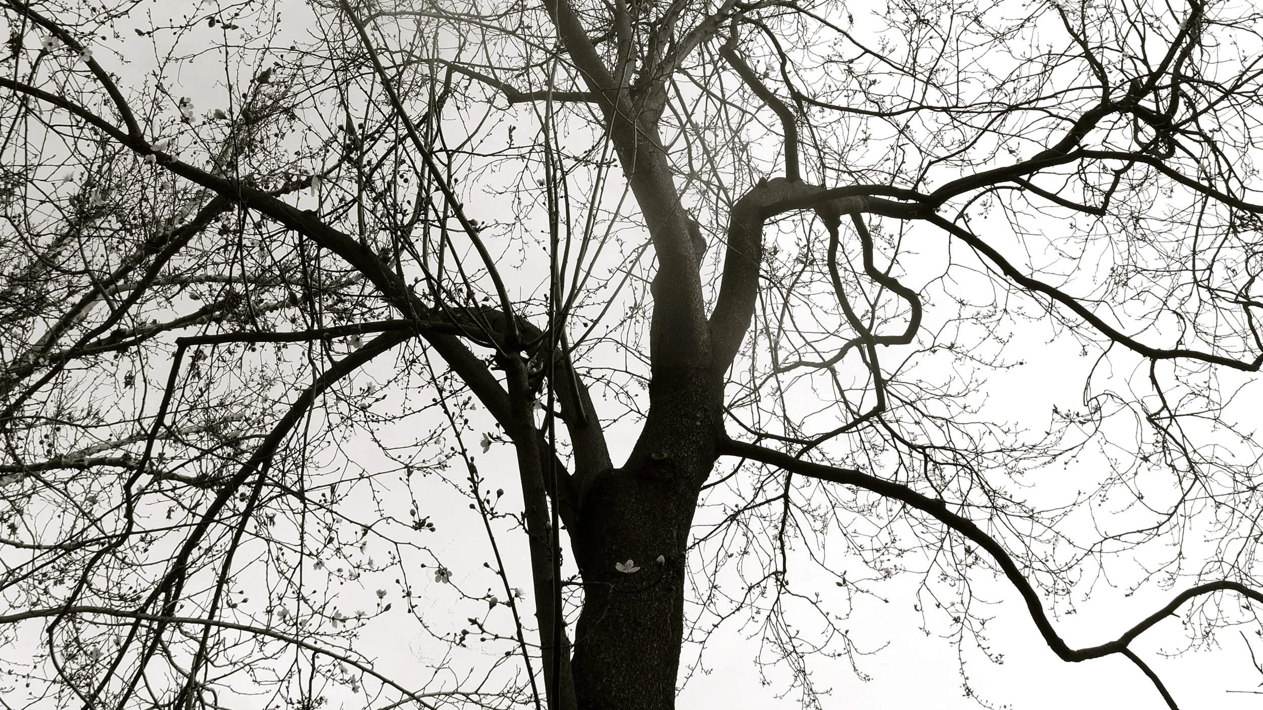 Pruno Los Sitios.jpg