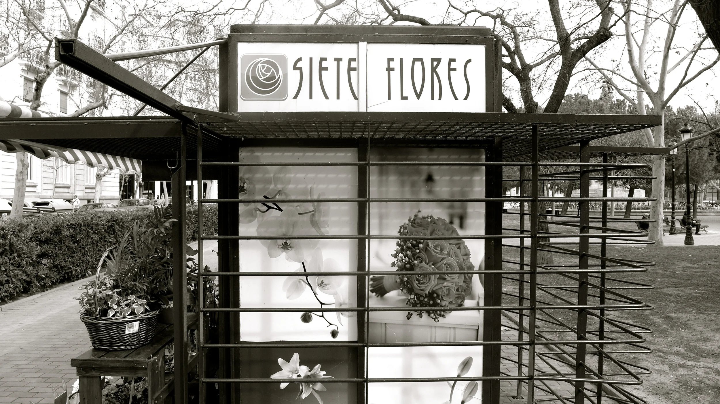 Siete flores.jpg