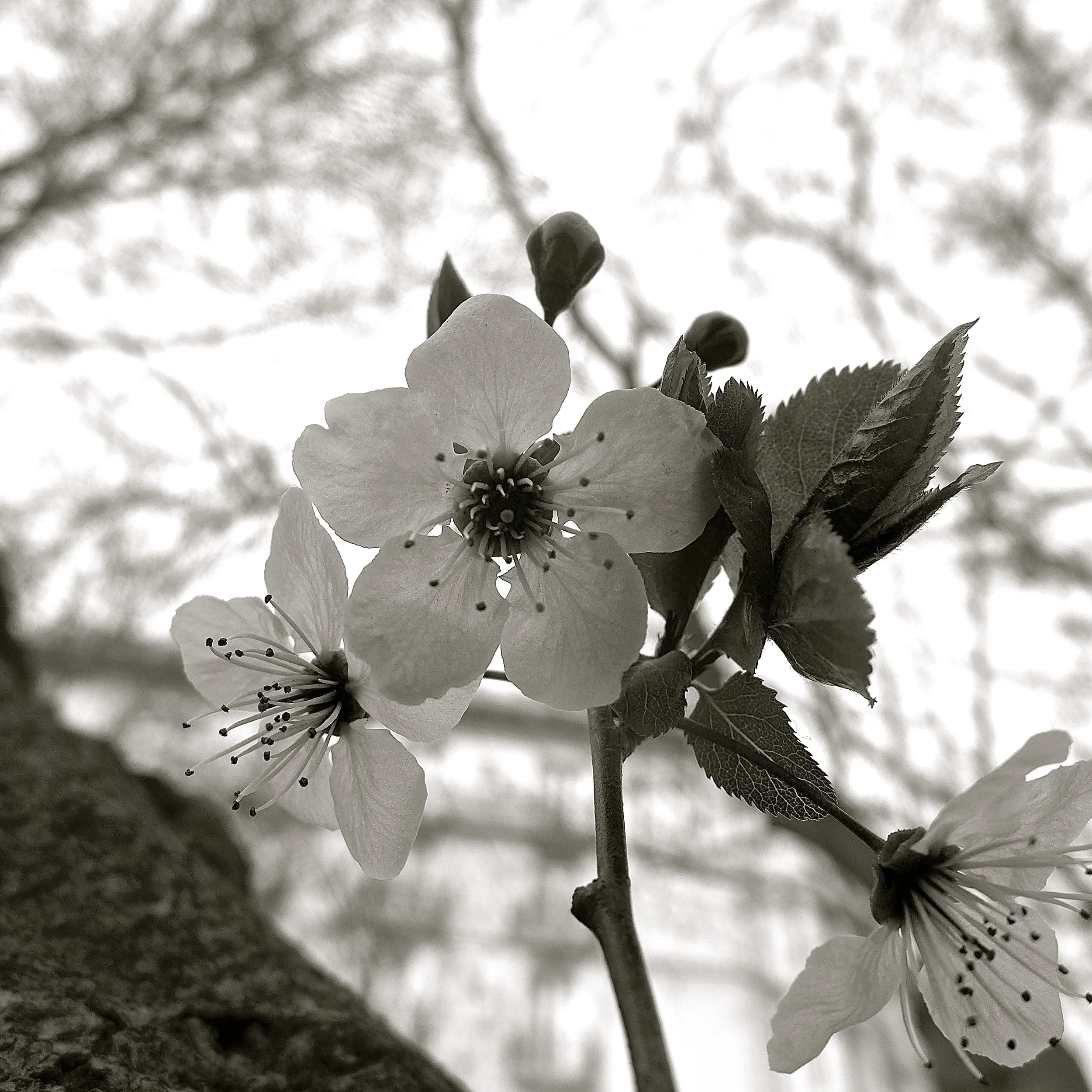 Flores y prunos - 02.jpg