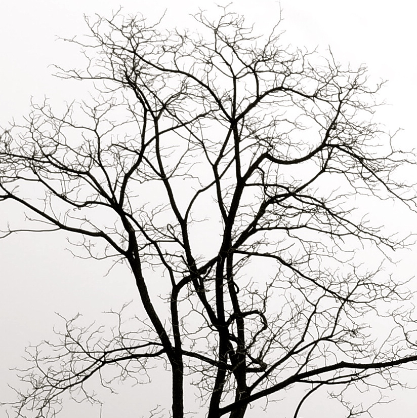 Axones y dendritas